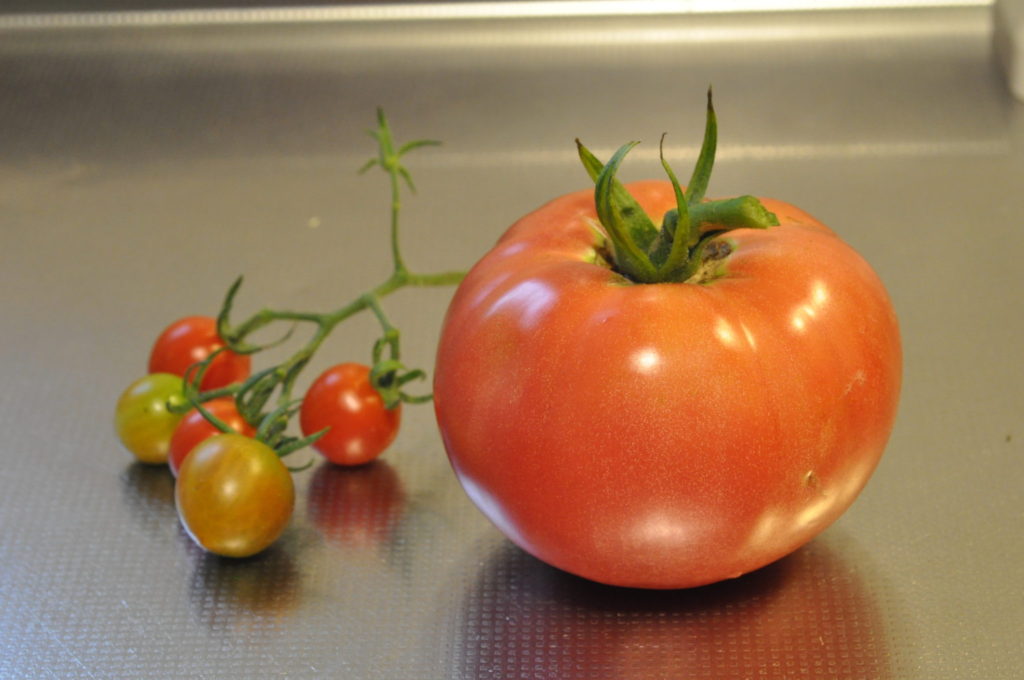 ミニトマトの育て方🍅 | わたしの野菜育て方図鑑